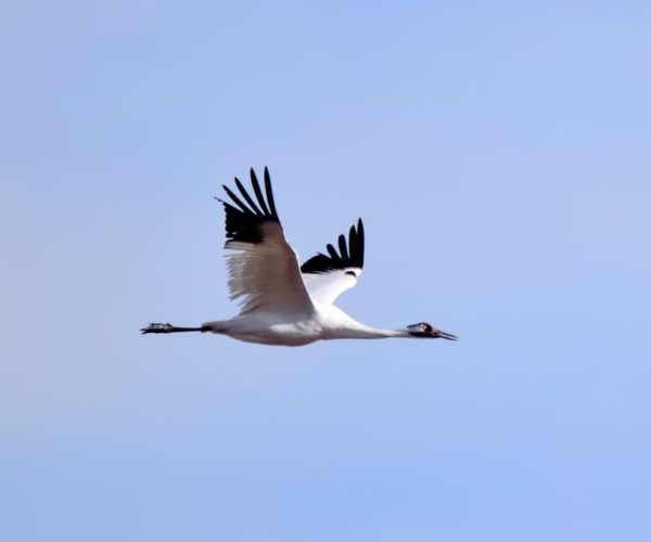 Saskatoon, Canada: 8-hour tour to view Whooping Cranes – Saskatchewan, Canada