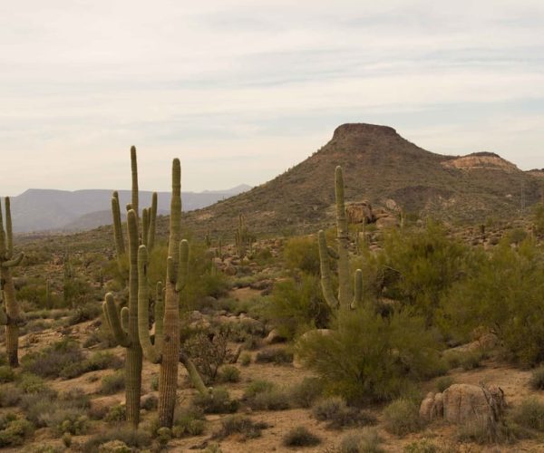 Scottsdale: Half-Day Sonoran Desert Hiking Tour – Phoenix, Arizona