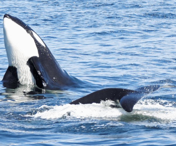 Seattle: Half-Day Wildlife and Whale Watching Cruise – Seattle, Washington