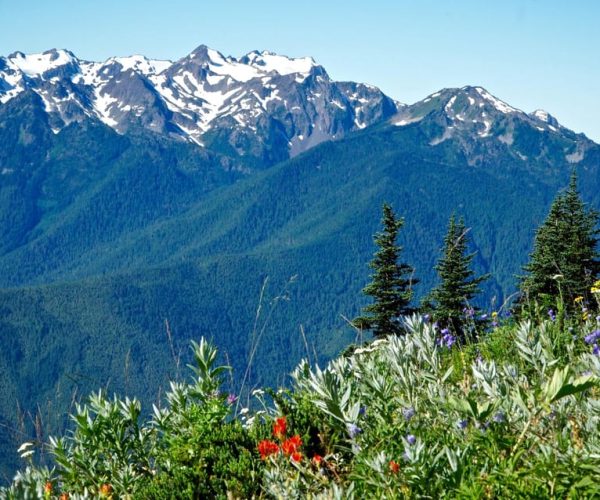 Seattle: Olympic National Park Small-Group Tour – Port Angeles, Washington