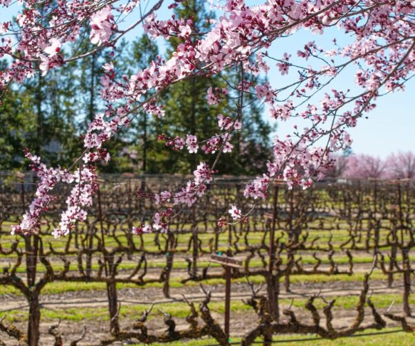 Self-Guided Wine Tasting Audio Tour – Lodi California – California, California