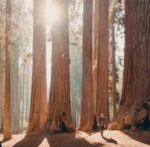 Sequoia: Private Tour & Hike – Sequoia National Park, California