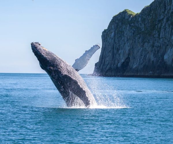 Seward: Kenai Fjords National Park 6-Hour Cruise – Seward, Alaska