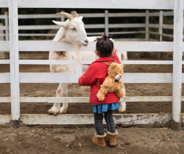 Sightseeing and Educational Farm Tour on Bainbridge Island – Bainbridge Island, Washington