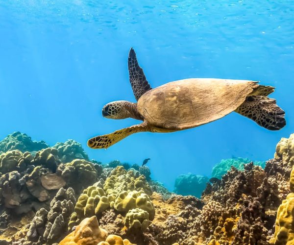 South Maui: Eco Friendly Molokini and Turtle Town Tour – Hawaii, Hawaii