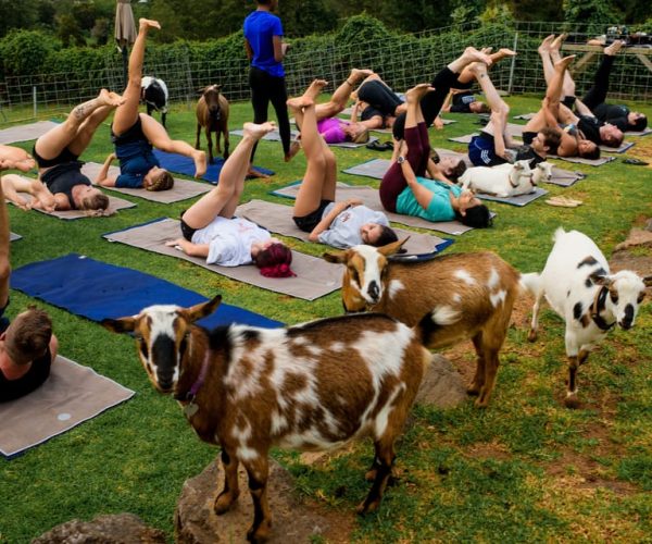 Sunset Maui Goat Yoga with Live Music – Hawaii, Hawaii