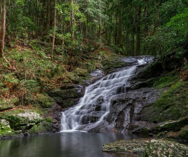 Sunshine Coast: Maleny Village and Kondalilla Falls Tour – Queensland, Australia