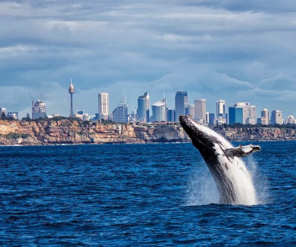 Sydney Whale Watching Cruise with Breakfast or Lunch – New South Wales, Australia