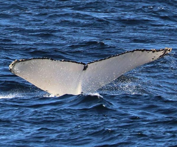 Sydney; Whale Watching – Sydney, Australia