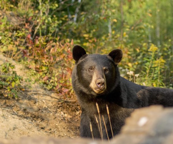 Tadoussac & Baie-St-Catherine: Whale & Bear Wildlife Tour – Quebec, Canada