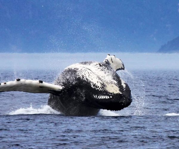 Tadoussac or Baie-Sainte-Catherine: Whale Watching Boat Tour – Quebec, Canada