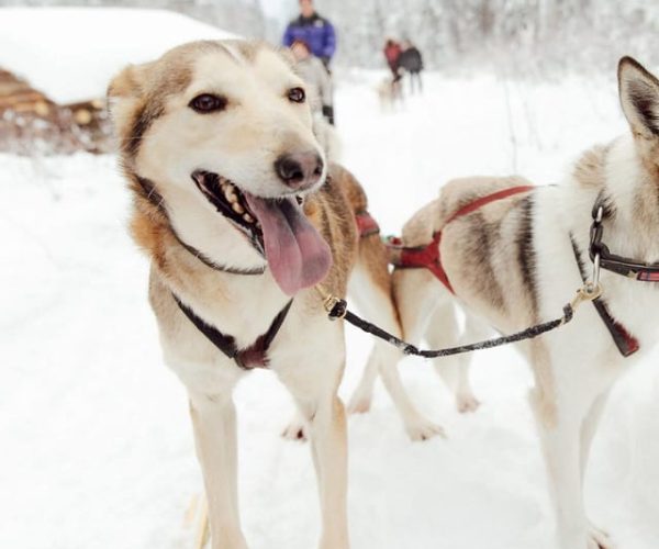 Talkeetna: Alaskan Winter Dog Sledding Experience – Talkeetna, Alaska