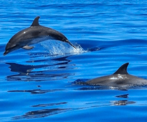 Tampa Bay: Dolphin Shelling Snorkeling Cruise – Florida, United States