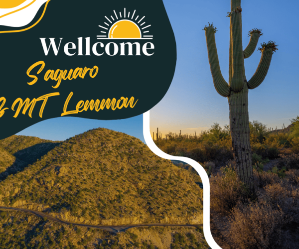 Tucson: Mt Lemmon & Saguaro NP Self-Guided Bundle Tour – Tucson, Arizona