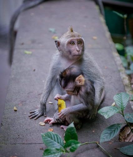 Ubud fantastic tour, monkey forest waterfall tirta empul – Bali, Indonesia