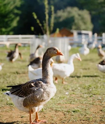 Unique gourmet tour visiting Quebec farms near Montreal – Montreal, Canada