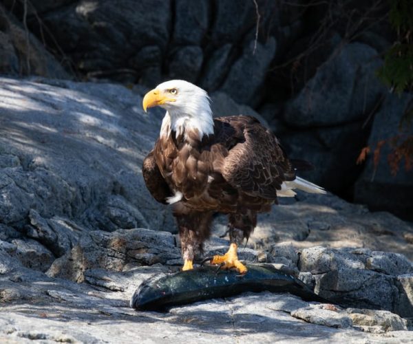 Vancouver Island: Campbell River Coastal Wildlife Adventure – Vancouver, Canada