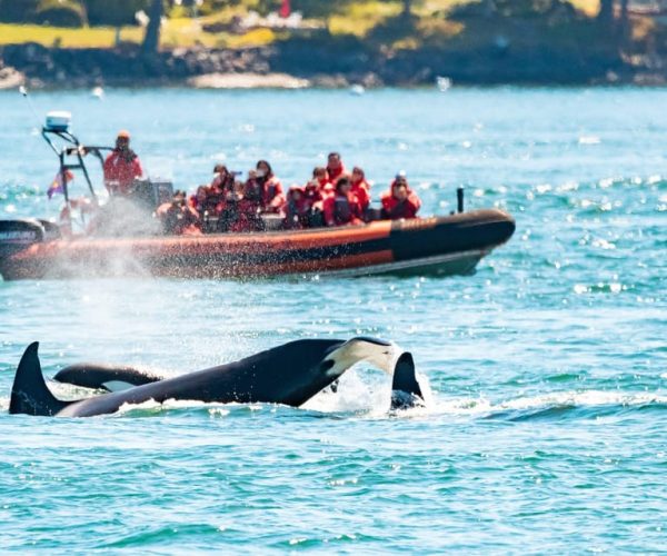 Victoria: 3-Hour Zodiac Whale-Watching Tour – British Columbia, Canada