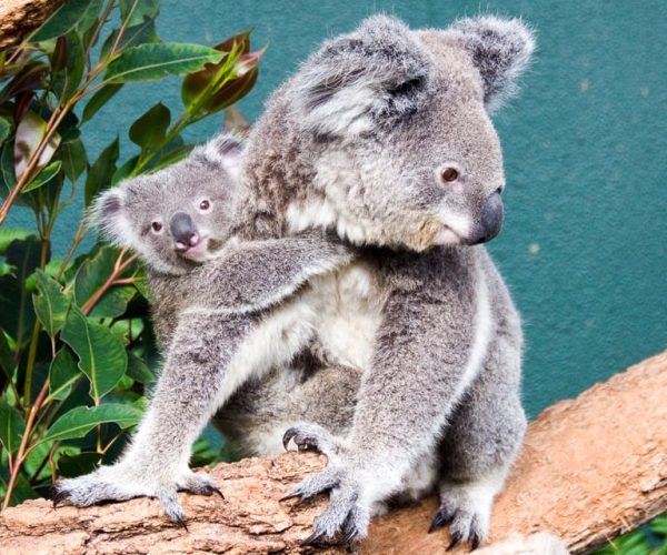 WILD LIFE Sydney Zoo – New South Wales, Australia