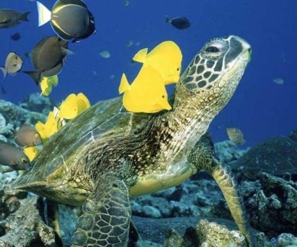 Waikiki: Sea Turtle Snorkeling Tour – Honolulu, Hawaii