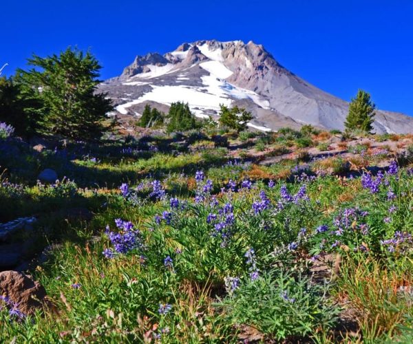 Waterfalls, Wine, and Timberline Tour – Mt. Hood National Forest, Oregon