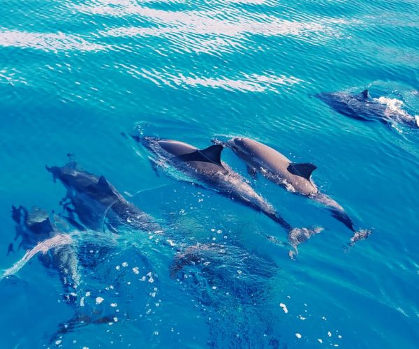 West O’ahu: Swim with Dolphins Catamaran Cruise – , Hawaii