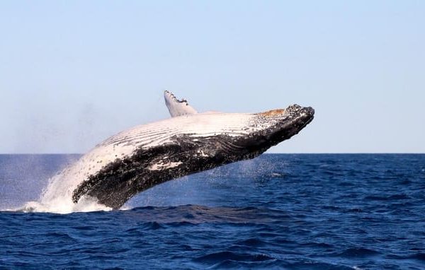 Whale Watching Discovery Tour from Lake Macquarie – New South Wales, Australia