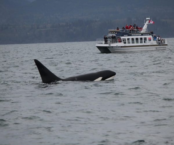 Whale Watching Tour in Victoria, BC – British Columbia, Canada