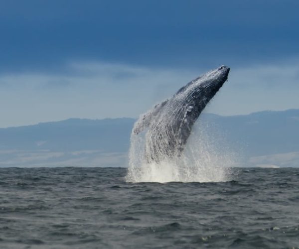 Whale and wildlife watching Private and Semi-Private tours – Monterey Bay National Marine Sanctuary, California