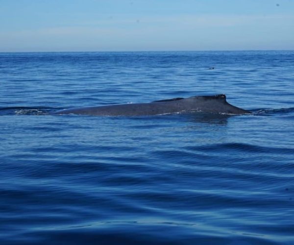 Whale watching in Puerto Vallarta – Puerto Vallarta, Mexico