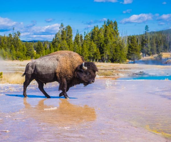 Yellowstone Lower Loop Tour from West Yellowstone with Lunch – Hayden Valley, Wyoming