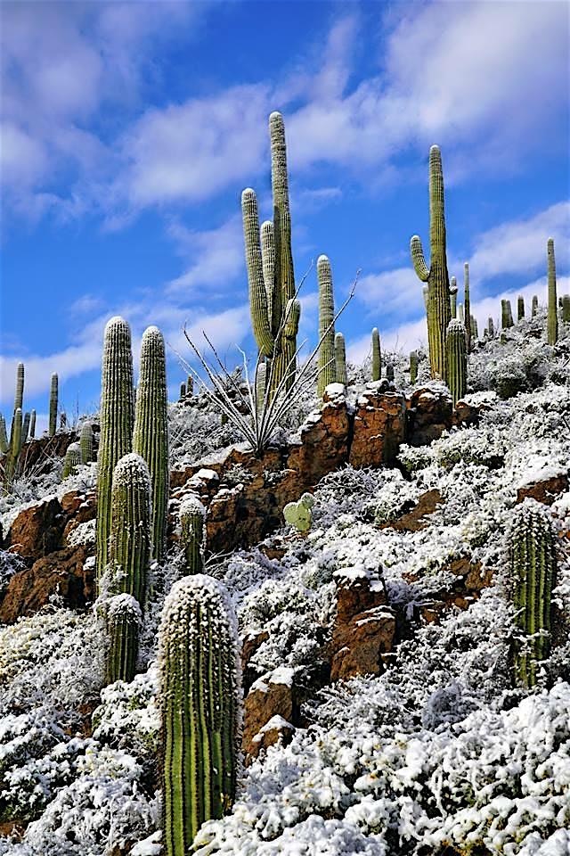 The University of Arizona 2024 Grunewald-Blitz Interprofessional Workshop – Tucson, AZ