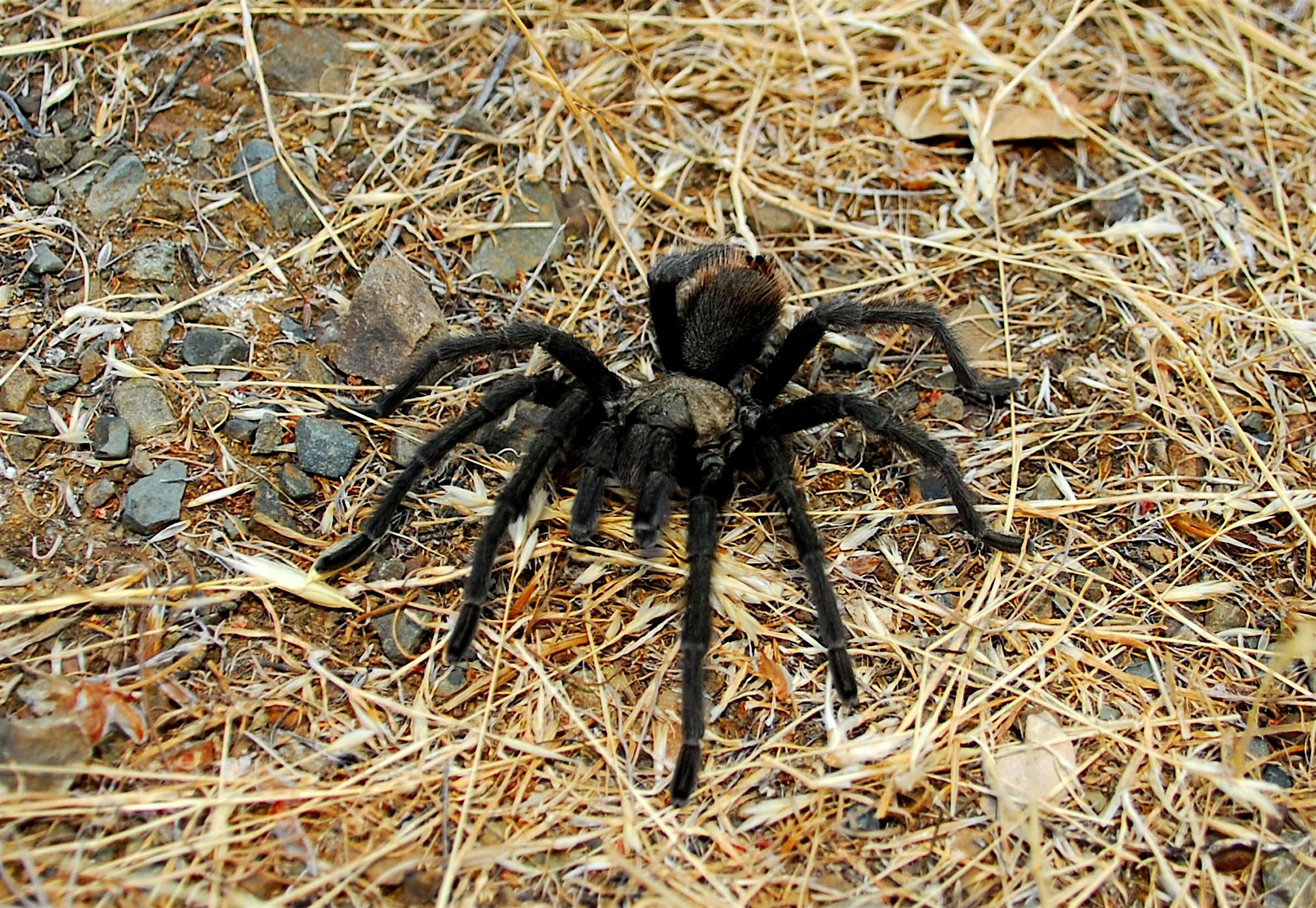 How I Learned To Love Tarantulas/Evening Nature Walk #6 – Clayton, CA