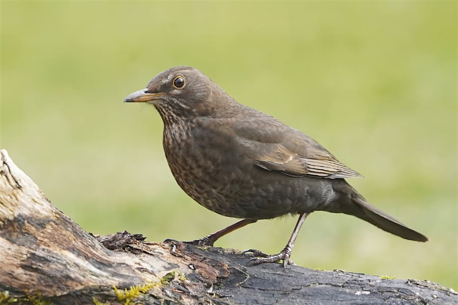 Birding Walk at Kensington Metropark – Milford Charter Township, MI