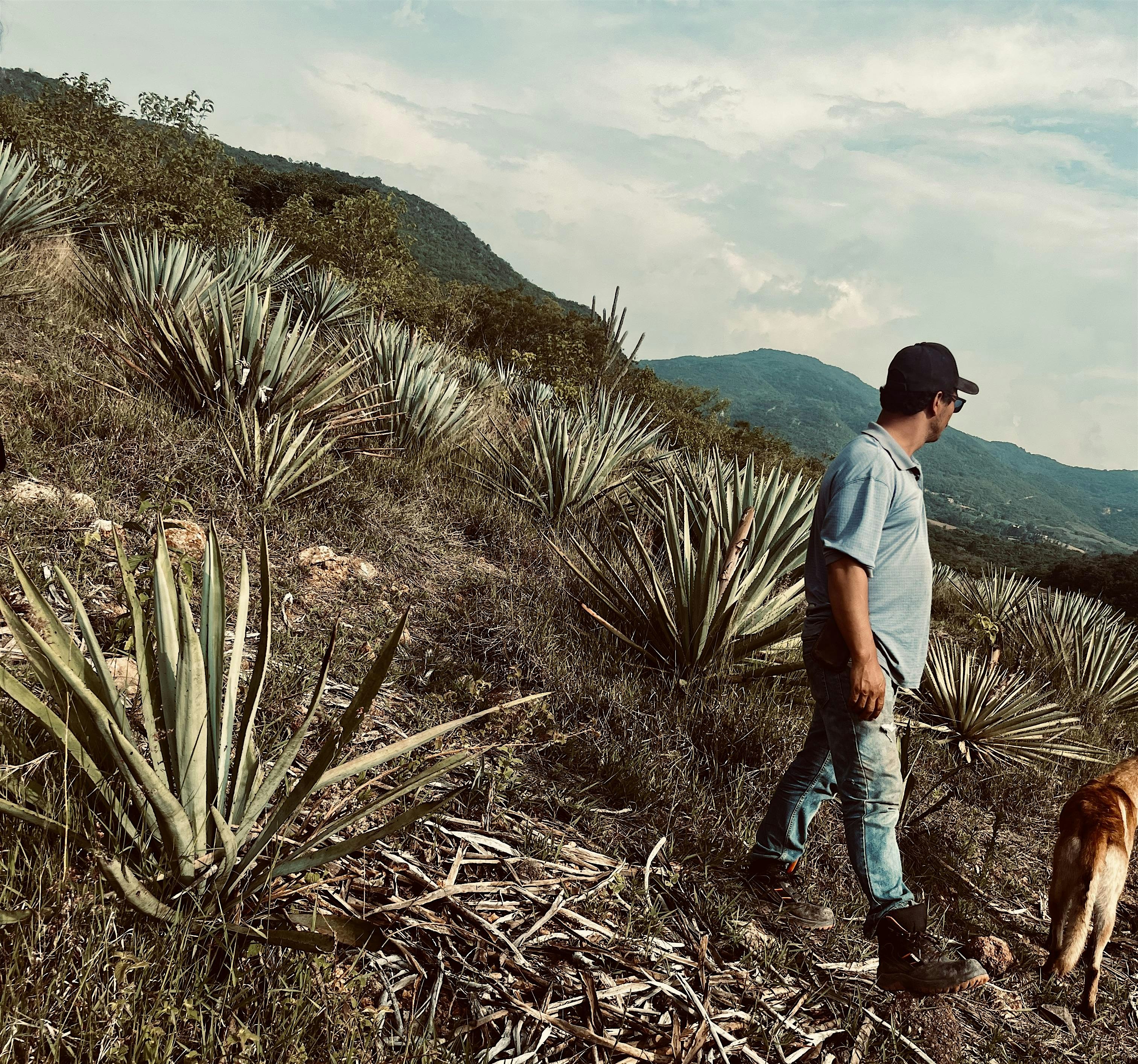 MEZCAL Tasting & Masterclass – St. Louis, MO