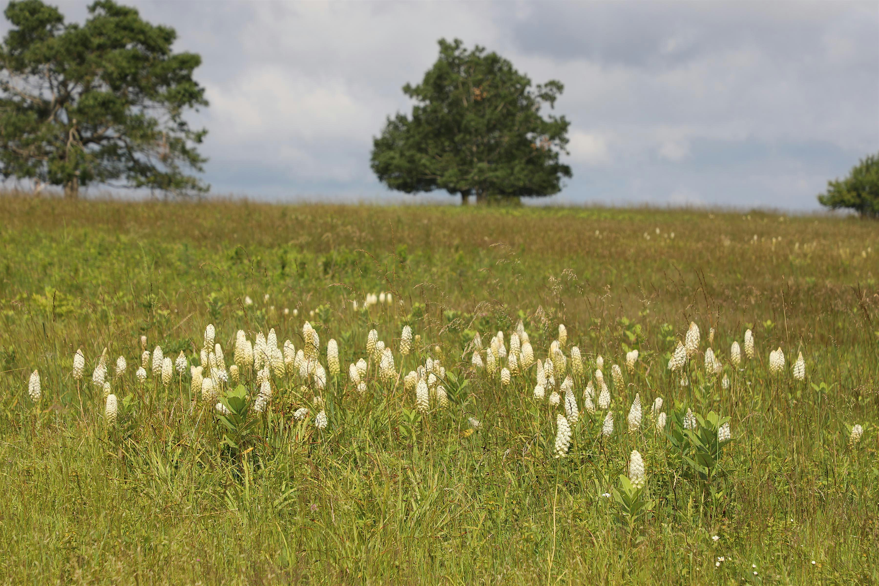 Big Meadows Hike, Lunch, and Winery Visit – Stanley, VA