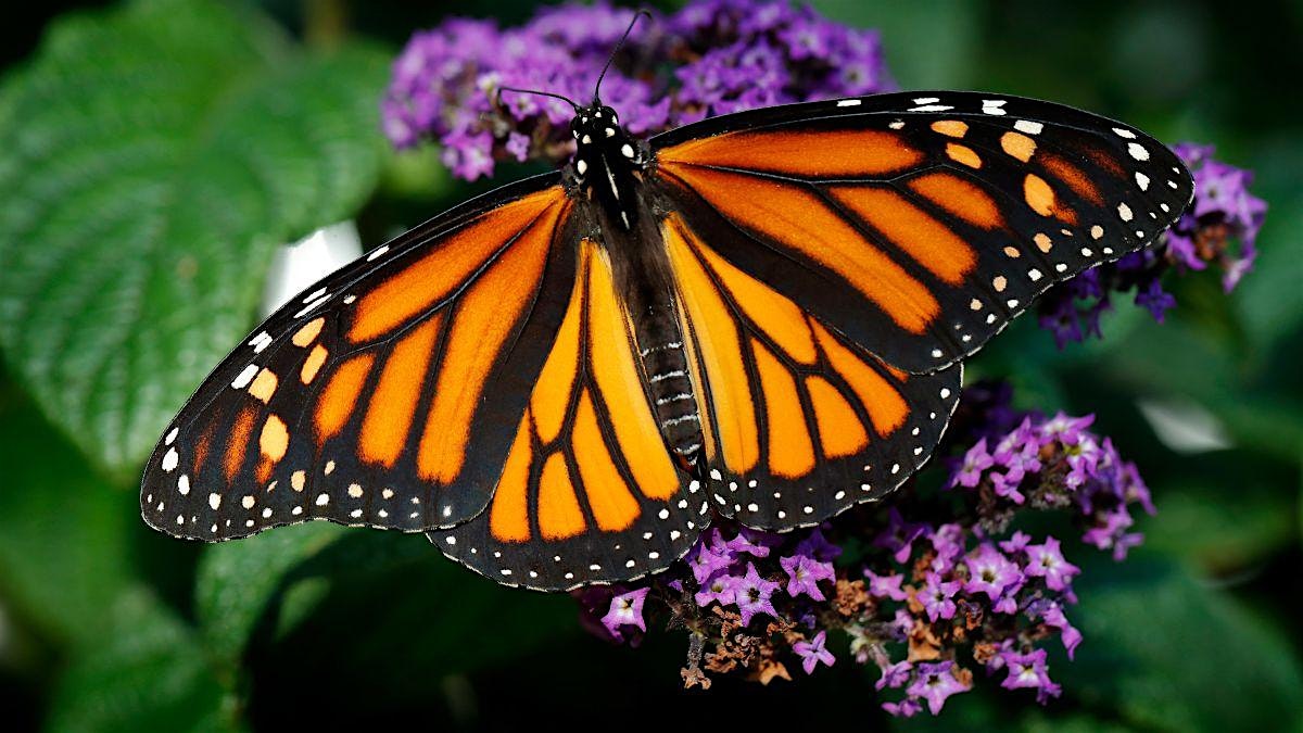 Monarch Butterfly Tag and Release – Sunday 9/22 – 1:00 PM Session – Livonia, MI