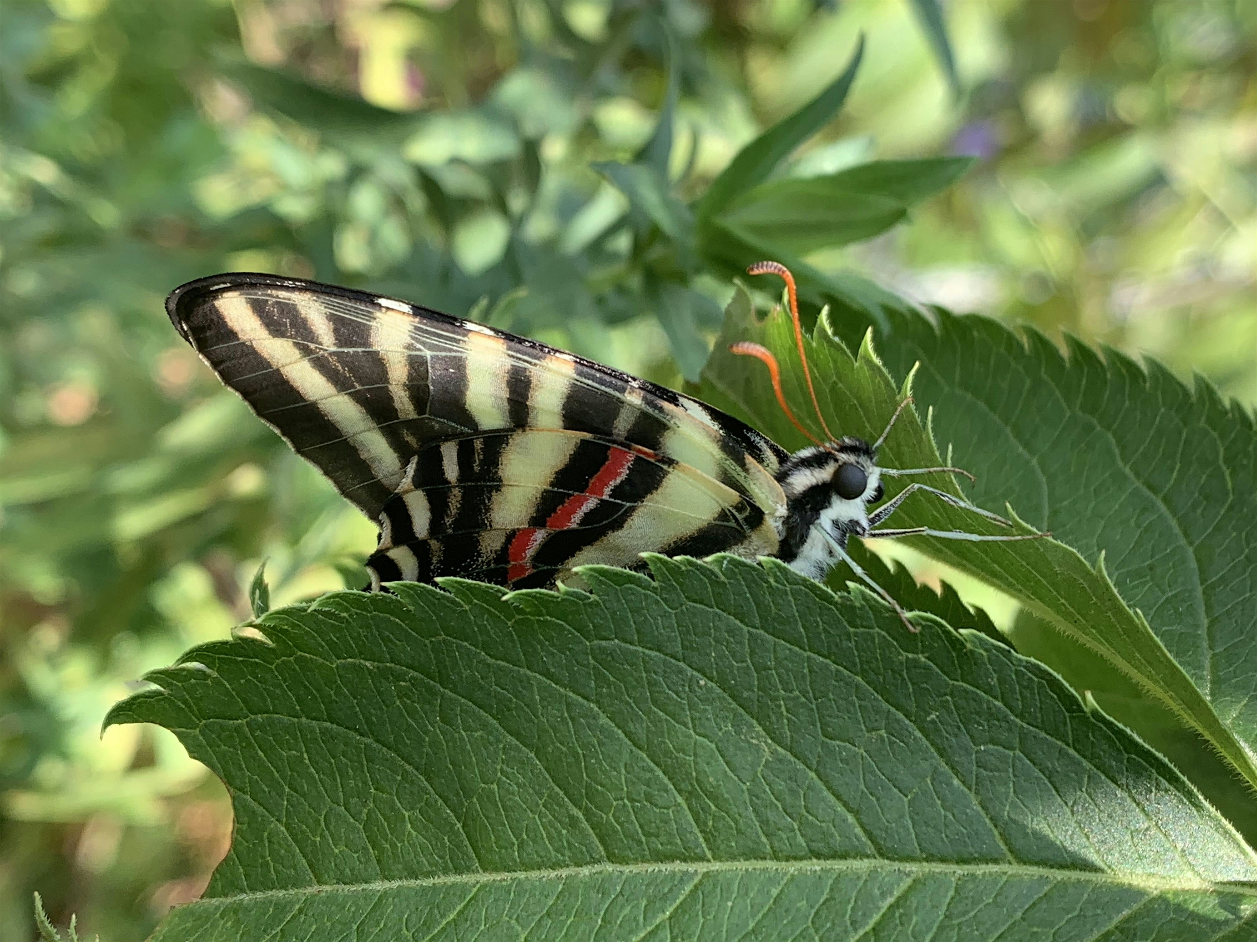 Paw Paw Party at Garden Dreams – Pittsburgh, PA