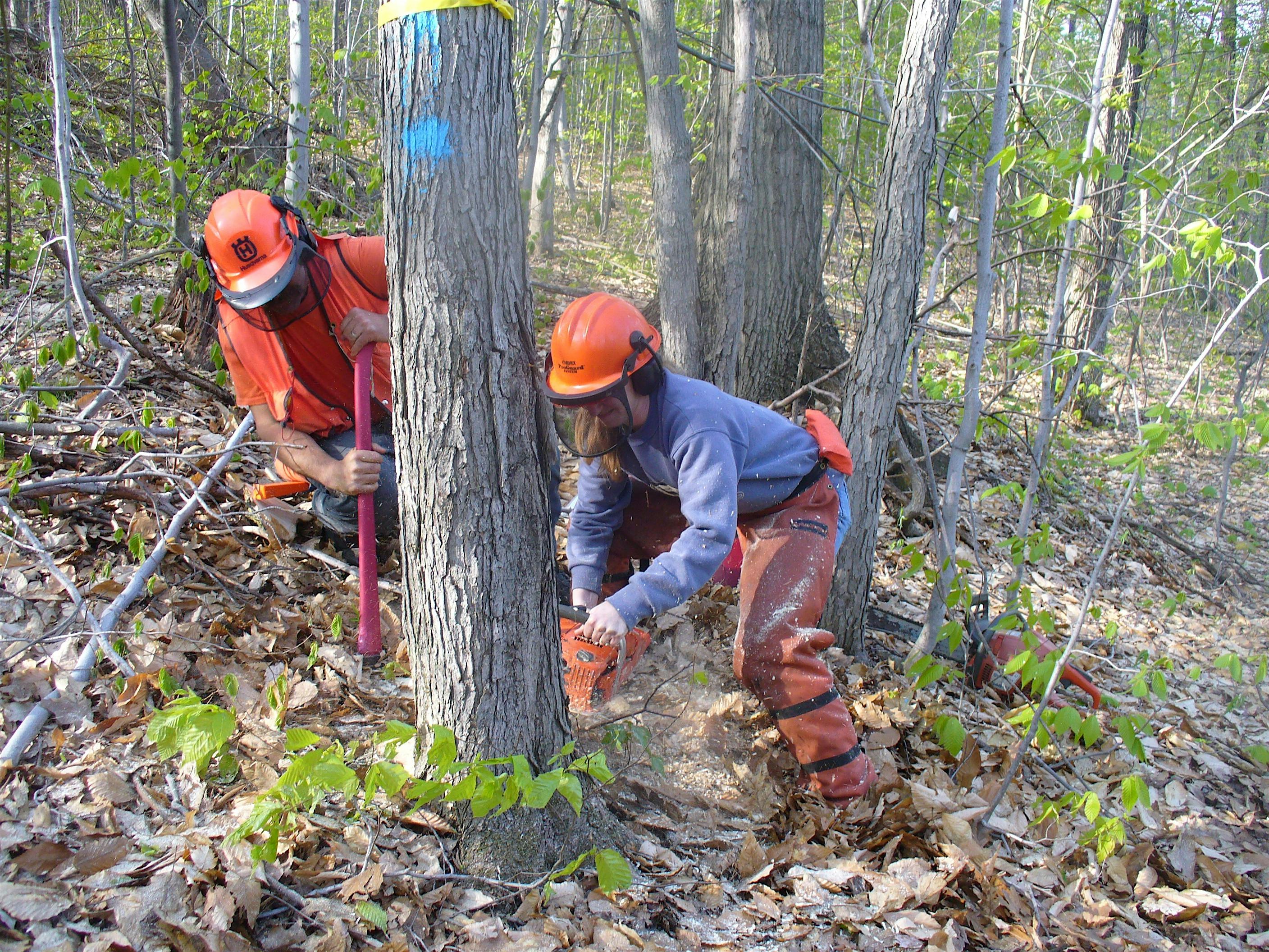 Level 1 of Game of Logging Chainsaw Training, September 26, 2024 – Lincoln, VT