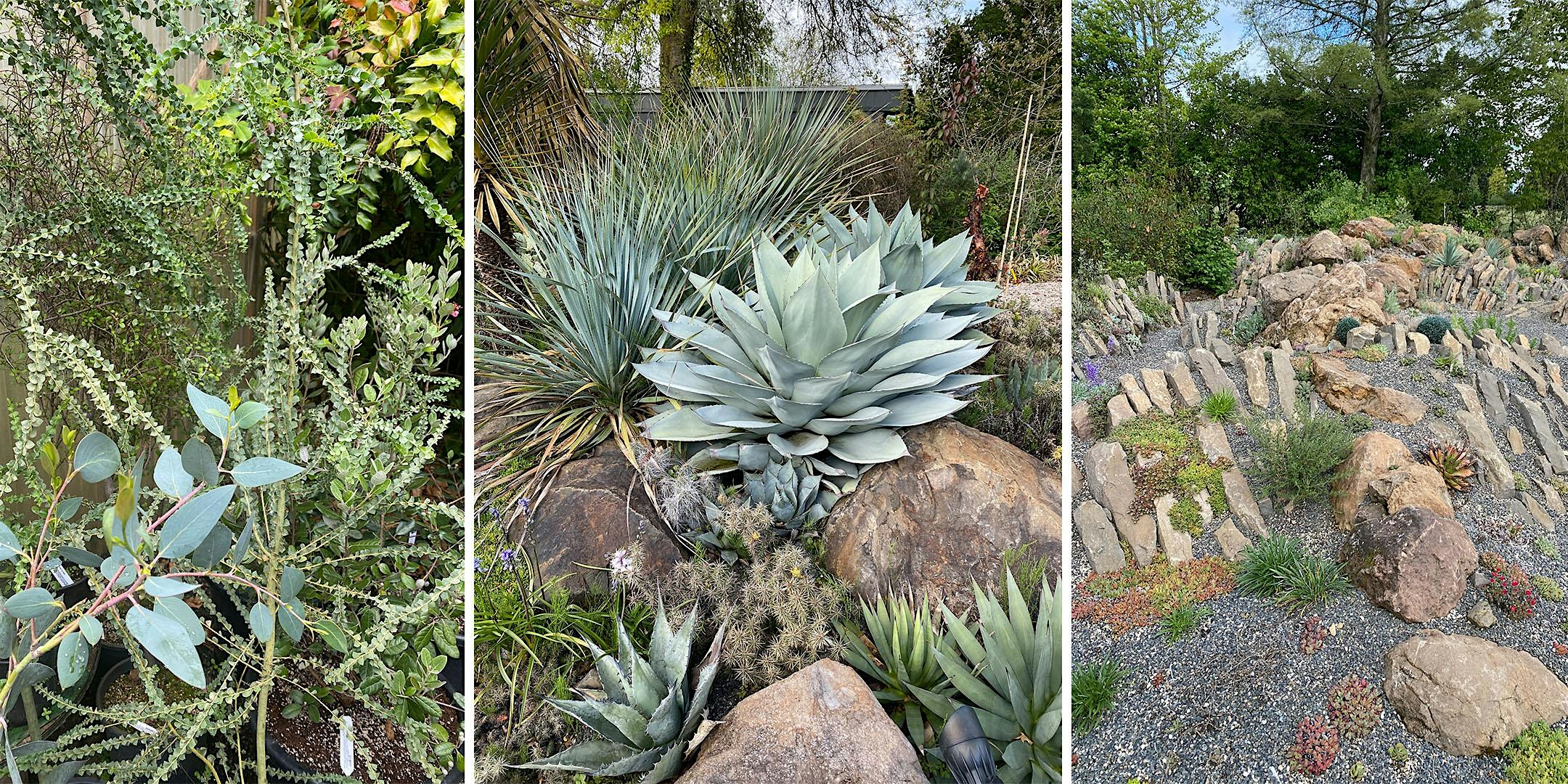 Cistus Design Nursery and Rancho Cistus Garden Tour – Portland, OR