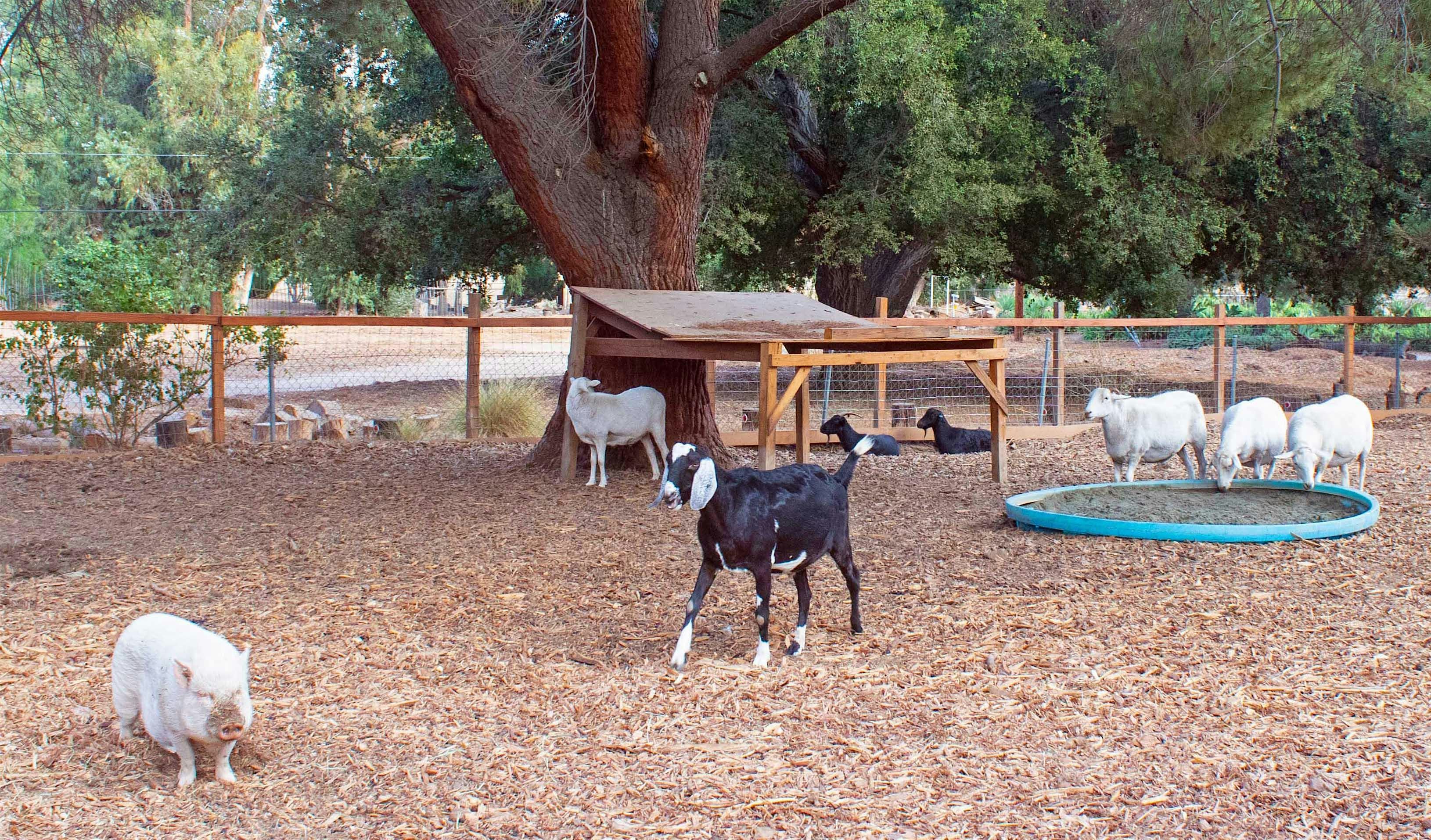 Autumn Picnic – Los Angeles, CA