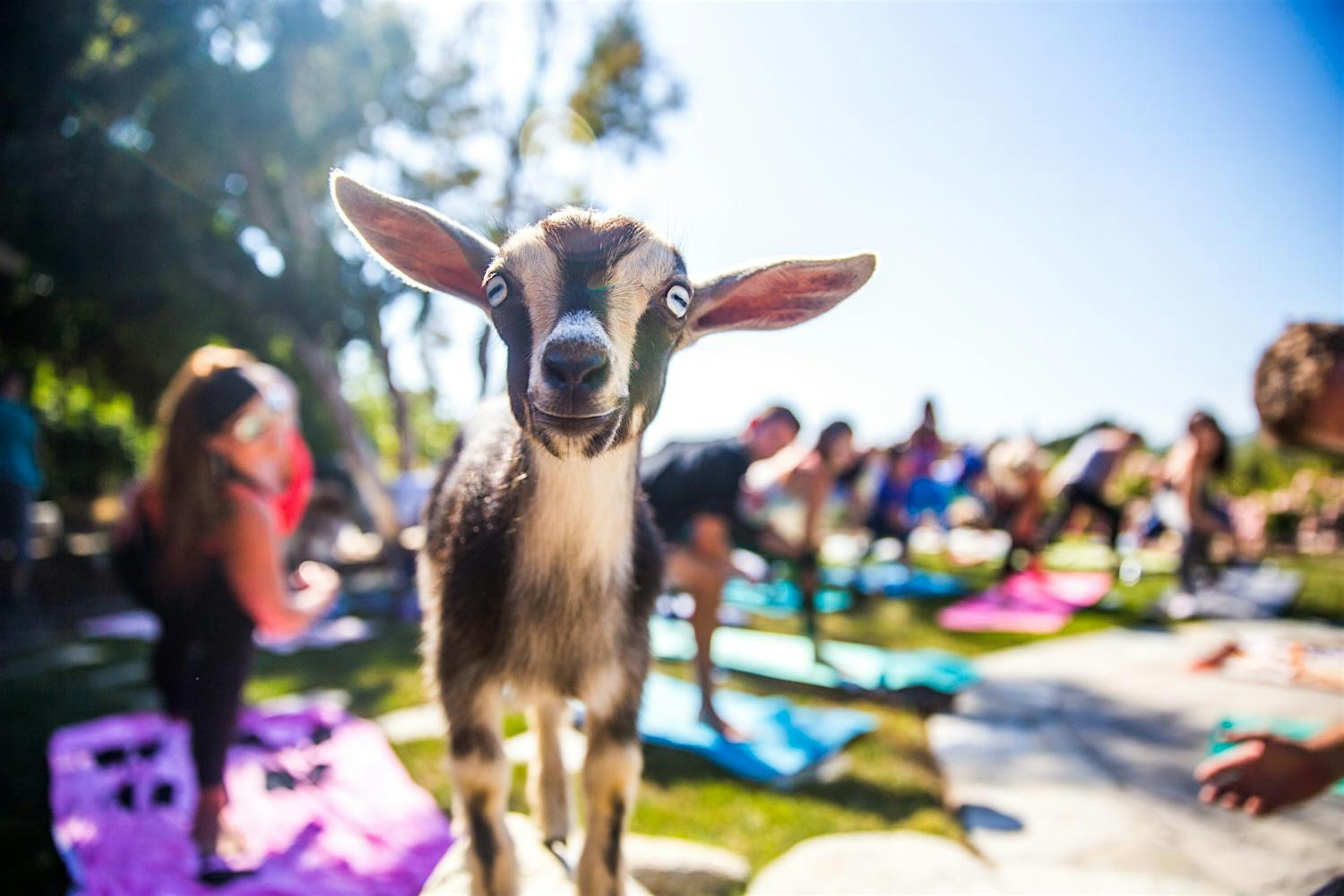 Baby Goat Yoga in the Park – September 29th at 9:00am – Santa Monica, CA