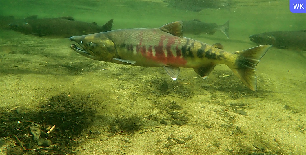 2024 Salmon Docent Training – Poulsbo, WA