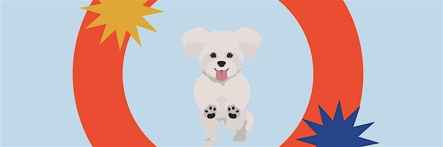 Bichon Frisé Meetup! – New York, NY