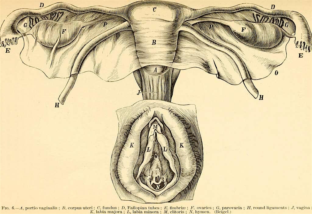 En defensa de la menopausia – Bogotá, Bogotá