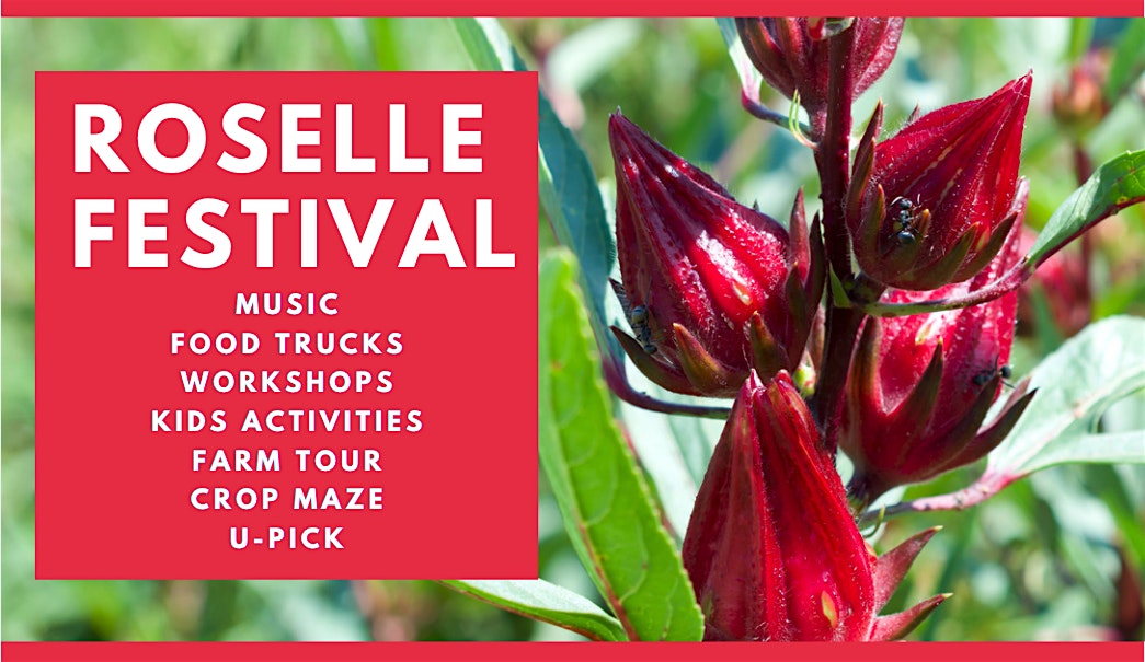 Third Annual Roselle Festival – U-Pick, Farm Tours, Live Music, & More! – Hawthorne, FL