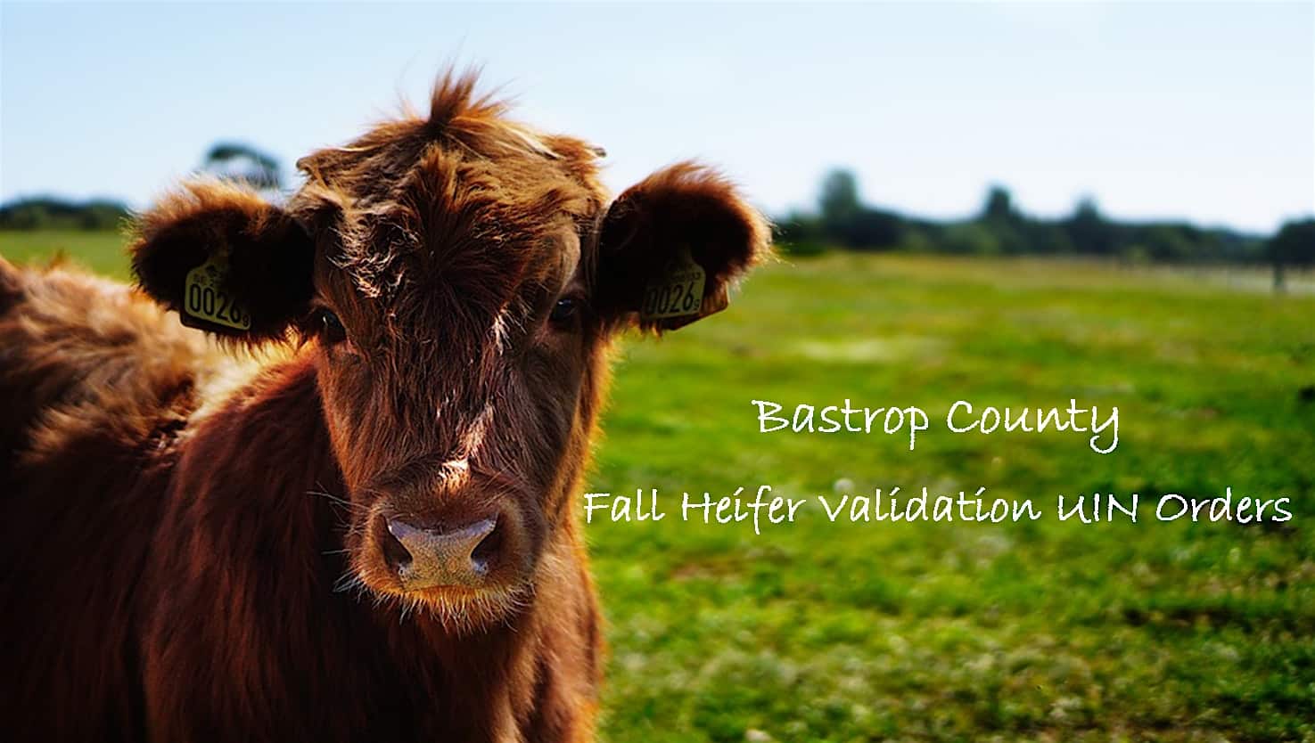 2024-2025 Bastrop County Fall Heifer Validation – Bastrop, TX