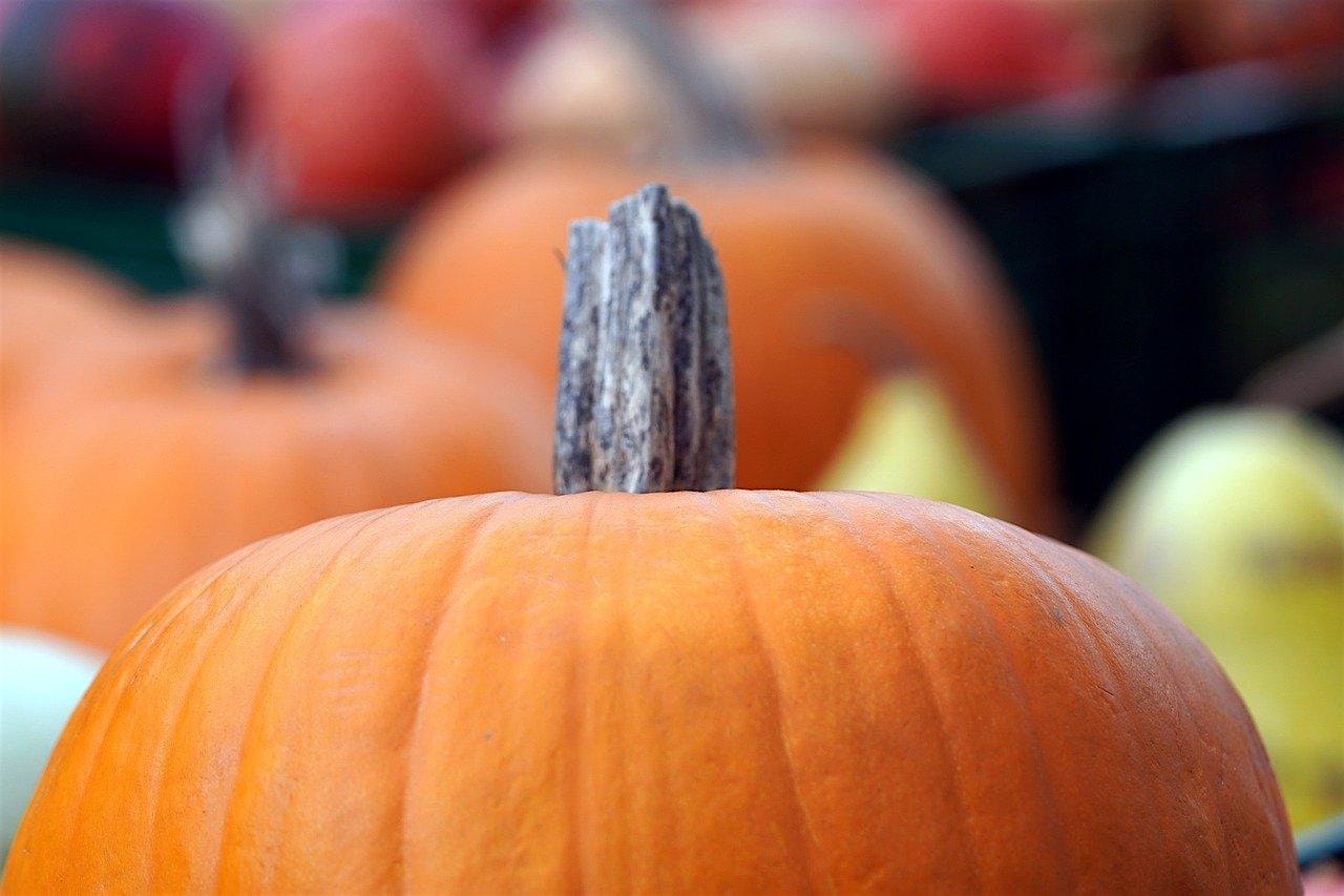 Pumpkin Perfection: From Garden to Table – Seffner, FL