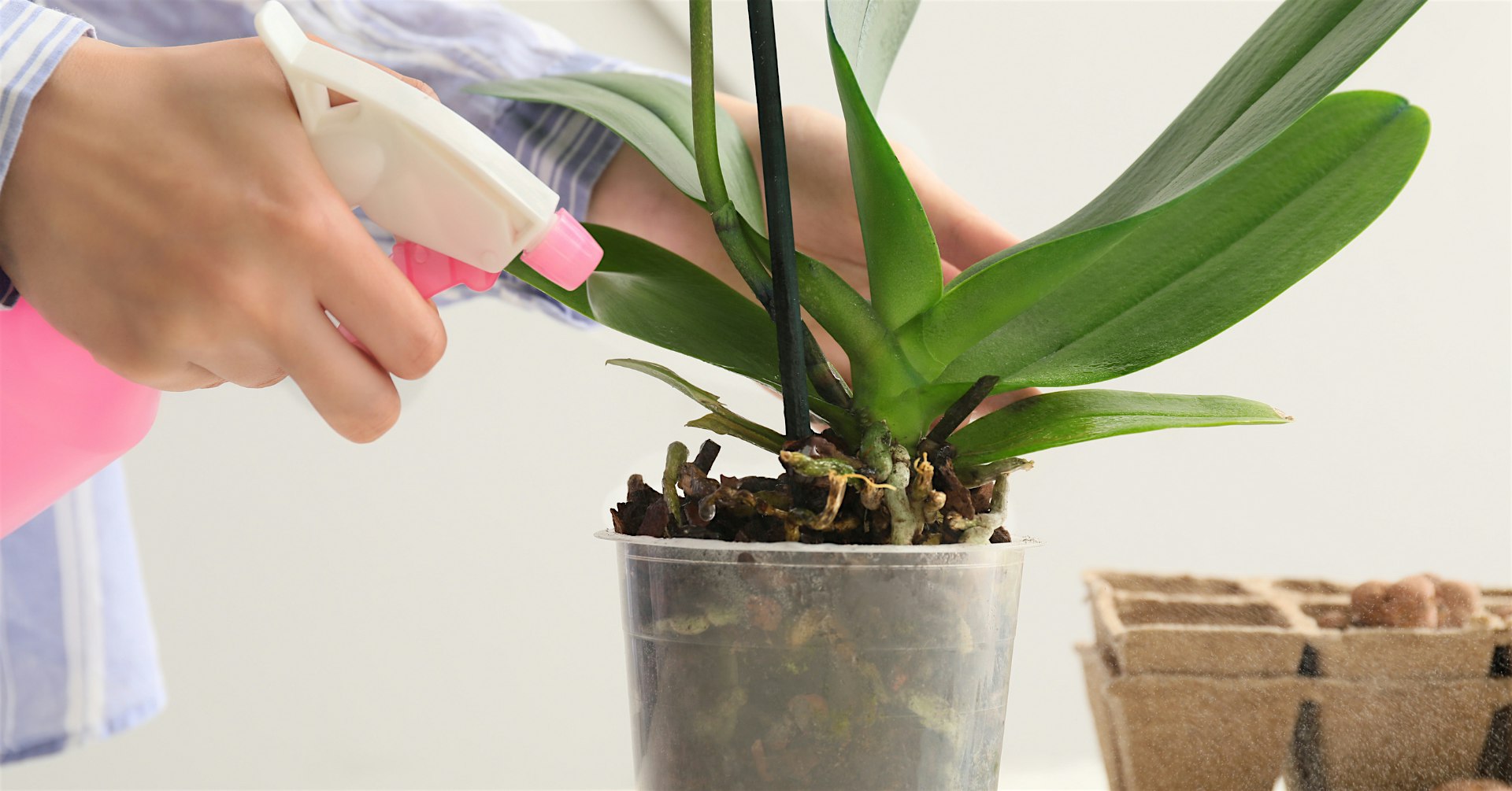 Class: Orchid Care 101 – Lake City, SC