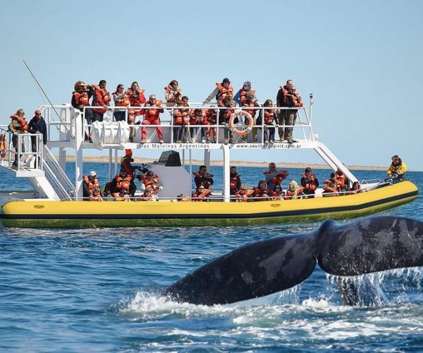 Best Peninsula Valdes with whales watching – Valdes Peninsula, Argentina